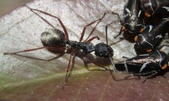 Camponotus suffusus bendigensis