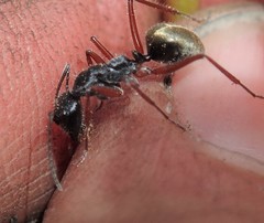 Camponotus suffusus bendigensis