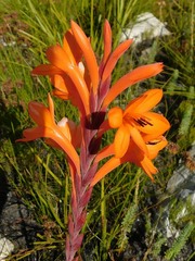 Watsonia minima