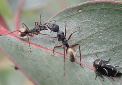 Camponotus suffusus bendigensis