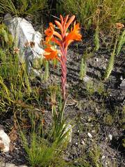 Watsonia minima