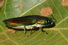 Chrysaspis