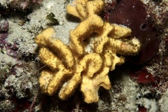 Axinella damicornis