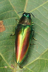 Chrysaspis
