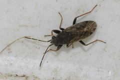 Peritrechus gracilicornis