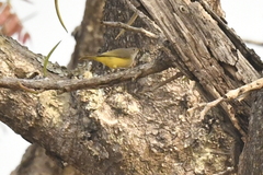 Eremomela pusilla