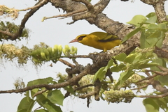 Oriolus auratus