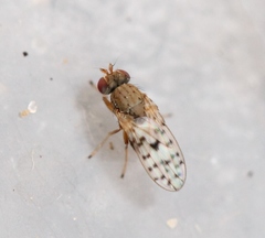 Philygria punctatonervosa