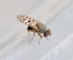 Philygria punctatonervosa