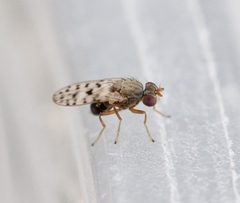 Philygria punctatonervosa
