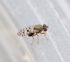 Philygria punctatonervosa