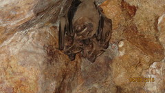 Artibeus lituratus koopmani