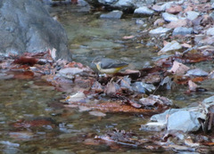Motacilla cinerea