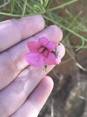 Diascia integerrima
