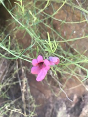 Diascia integerrima
