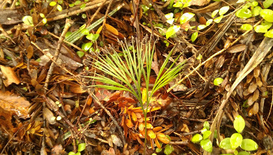 Schizaea dichotoma iNat (2)