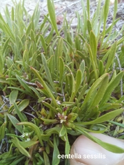 Centella sessilis