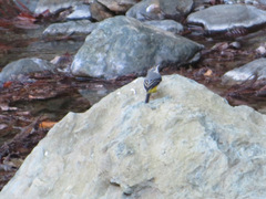 Motacilla cinerea