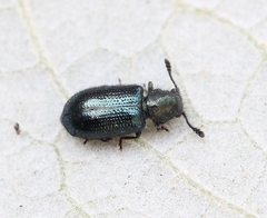 Necrobia violacea