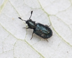 Necrobia violacea