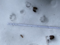 Nyctereutes procyonoides