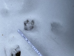 Nyctereutes procyonoides