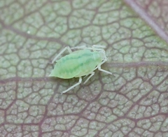 Longicaudus trirhodus