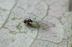 Longicaudus trirhodus