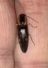 Conoderus semimarginatus