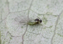 Longicaudus trirhodus