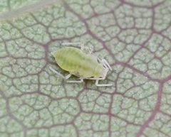 Longicaudus trirhodus