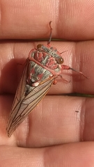 Calliopsida cinnabarina