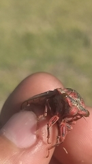 Calliopsida cinnabarina