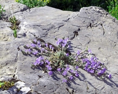 Campanula topaliana delphica