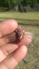 Calliopsida cinnabarina