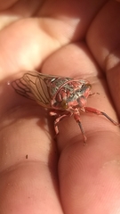 Calliopsida cinnabarina