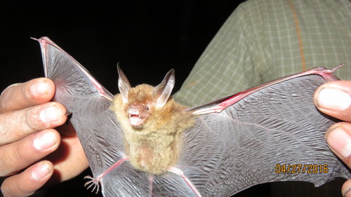 Van Gelder's bat