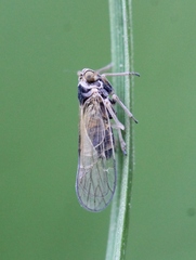 Javesella pellucida