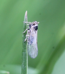 Javesella pellucida