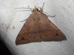 Ugia serrilinea