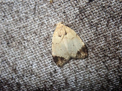 Utriculofera fuscapex