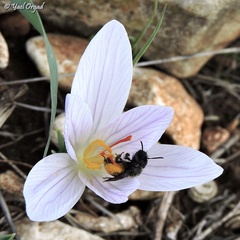 Andrena crocusella