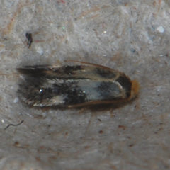 Etainia sericopeza