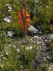 Watsonia minima
