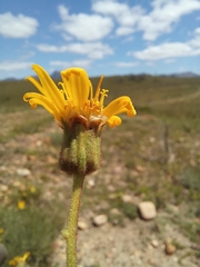 Heterolepis peduncularis