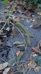 Mucuna pruriens utilis