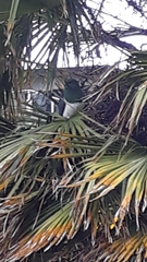 Hemiphaga novaeseelandiae