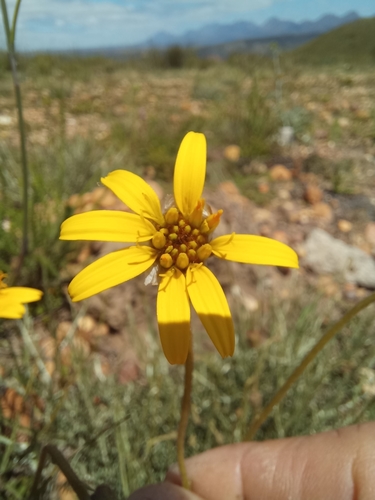 Image of Stalked Rockdaisy (Heterolepis peduncularis) by (c) kevin koen, some rights reserved (CC BY-SA)