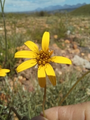 Heterolepis peduncularis