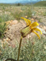 Heterolepis peduncularis